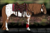 Horse Color:Chestnut Appaloosa 