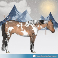 Horse Color:White Spotted Brown Dun 