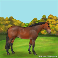 Horse Color:Bay 