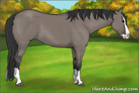 Horse Color:Grullo Splash 