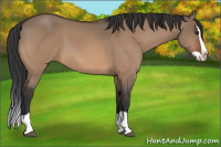 Horse Color:Bay Dun Splash 