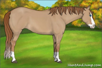 Horse Color:Red Dun Splash 