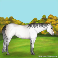 Horse Color:Gray Bay Dun Splash 