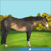 Horse Color:Buckskin 