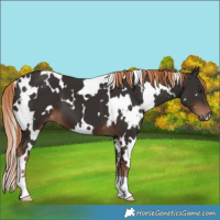 Horse Color:White Spotted Liver Chestnut 