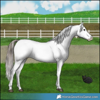 Horse Color:Black Varnish Rabicano 