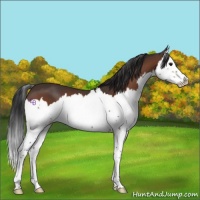 Horse Color:Bay Splash 