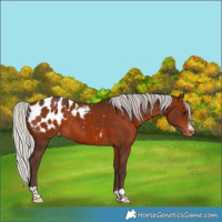 Horse Color:Silver Brown Appaloosa 