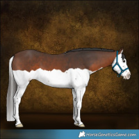 Horse Color:Brown Splash
