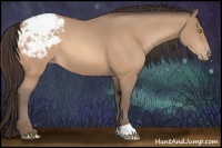 Horse Color:Amber Champagne Appaloosa 