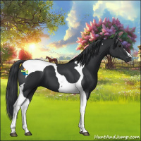 Horse Color:Black Tobiano 