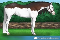 Horse Color:Brown Splash 