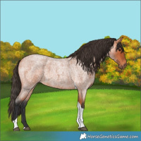 Horse Color:Bay Roan Tobiano Rabicano 
