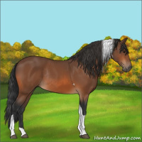 Horse Color:Bay Tobiano Rabicano 