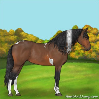 Horse Color:Bay Tobiano Rabicano 