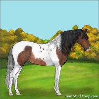 Horse Color:Bay Tobiano Rabicano 