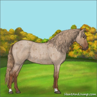Horse Color:Red Dun Roan 