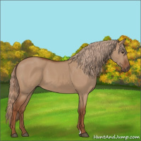Horse Color:Red Dun 