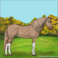 Horse Color:Red Dun 