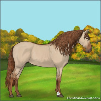 Horse Color:Red Dun 