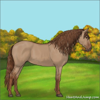 Horse Color:Red Dun 