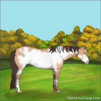 Horse Color:Amber Champagne Frame Rabicano 