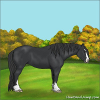 Horse Color:Black Sabino 