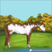 Horse Color:Chestnut Frame 