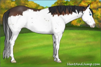 Horse Color:Bay Splash