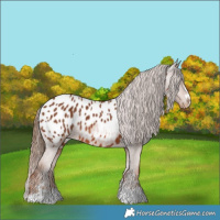 Horse Color:Chestnut Appaloosa