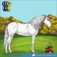 Horse Color:Chocolate Palomino Sabino 