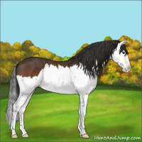 Horse Color:Bay Splash 
