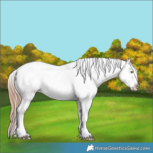 Horse Color:Gold Champagne Dun Appaloosa 