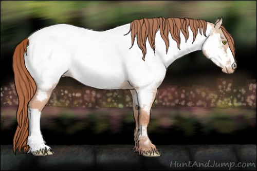 Horse Color:Gold Champagne Dun Appaloosa 
