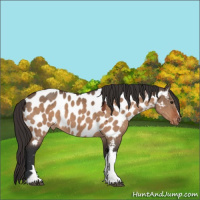 Horse Color:Brown Dun Appaloosa 