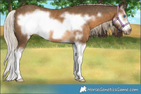Horse Color:White Spotted Chocolate Palomino Splash Frame 