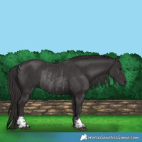 Horse Color:Smoky Black  and Smoky Black Rabicano 