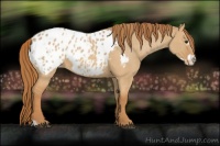 Horse Color:Red Dun Appaloosa  and Red Dun Frame Appaloosa 