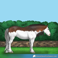 Horse Color:Brown Splash 