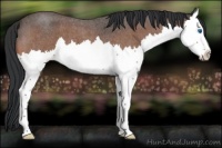 Horse Color:Brown Roan Splash 
