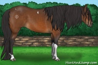 Horse Color:Buckskin Tobiano 