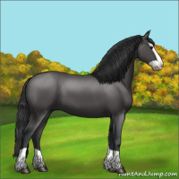 Horse Color:Black Splash 