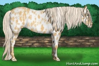Horse Color:Gold Cream Champagne Appaloosa  and Gold Cream Champagne Appaloosa 