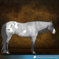 Horse Color:Brown Roan Appaloosa Rabicano  and Blue Roan Frame Appaloosa 