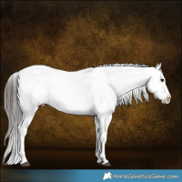 Horse Color:Brown Roan Appaloosa Rabicano and Blue Roan Frame Appaloosa