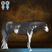Horse Color:Brown Sabino Rabicano 