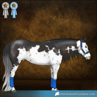 Horse Color:Brown Sabino Rabicano 