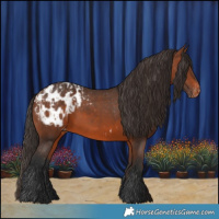 Horse Color:Bay Appaloosa  and Brown Appaloosa 