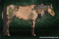 Horse Color:Chocolate Palomino  and Bay Dun