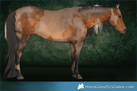 Horse Color:Chocolate Palomino  and Bay Dun 